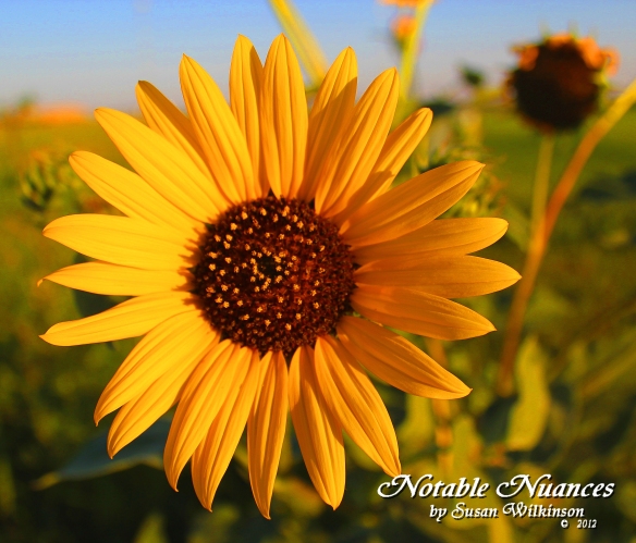 Kansas sunflower