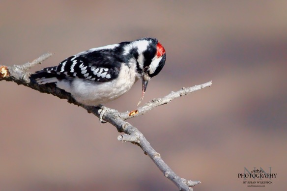 Downy Woodpecker (male)- Canon T2i, f/8, 1/2500 sec, ISO 1600
