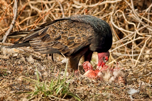 Turkey Vulture Feeding_logo